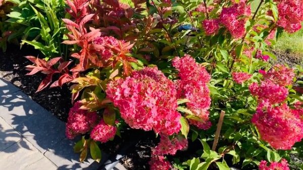 Paniculata Hydrangeas For Best Fall Colour - Autumn 2020
