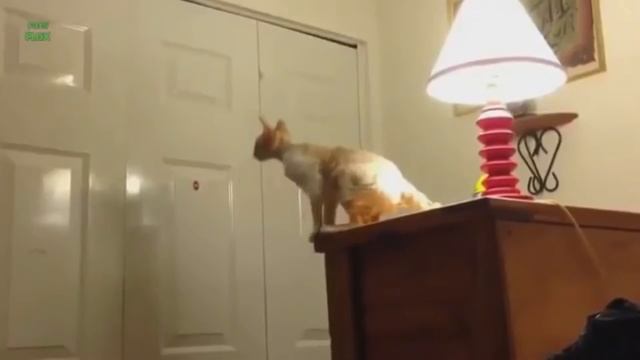 Самый Меткий Снайпер на КОШЕК! смотреть онлайн
