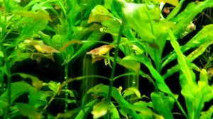 Аквариумные креветки. Содержание и уход.
