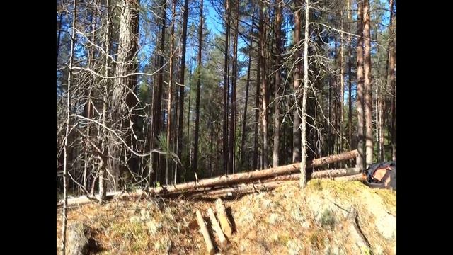 Пила Samurai Musha GKS 300 LH тесты и обзор