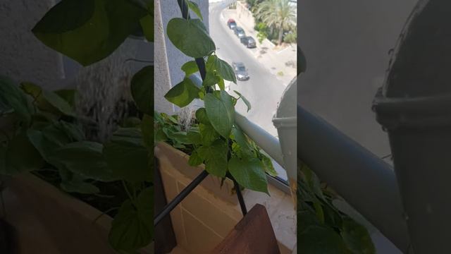 первый день лета поливаем растения смотреть онлайн