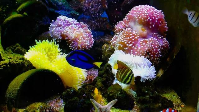 「Real pictures and relaxing music bring you j oy. at this time.real life Marine fish tanks in the h смотреть онлайн