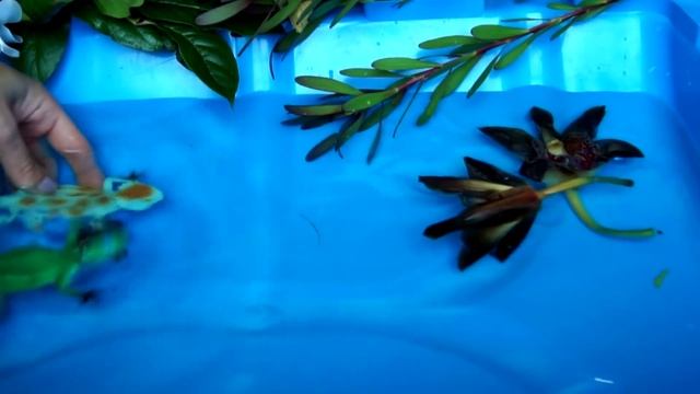 Животные. Насекомые. Скорпион в воде. Видео с игрушками для детей смотреть онлайн