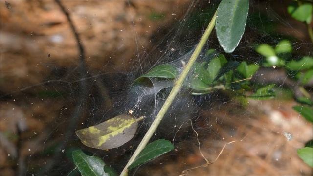 FZ 300: Only $500 4K Camera Test Footage. Cinematic Nature Film смотреть онлайн