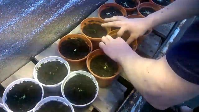 посадка огурцов зимой смотреть онлайн