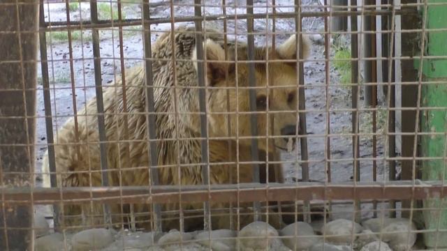 Сирийский бурый медведь. смотреть онлайн
