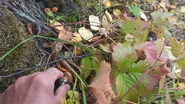 ответ женщине про опята. смотреть онлайн