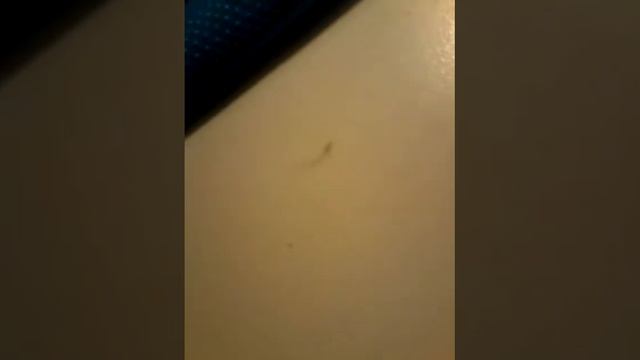 Рисую панду по клеточкам смотреть онлайн