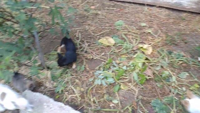 а не завести ли нам вторую,третью чихуахуа ,плюсы и минусы питомник Кастропуло Симферополь Крым смотреть онлайн