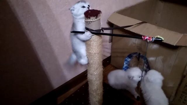 Спорт - это хорошо!!! смотреть онлайн