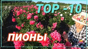 Прекрасные пионы для вашего сада. Часть 3 / Сад Ворошиловой