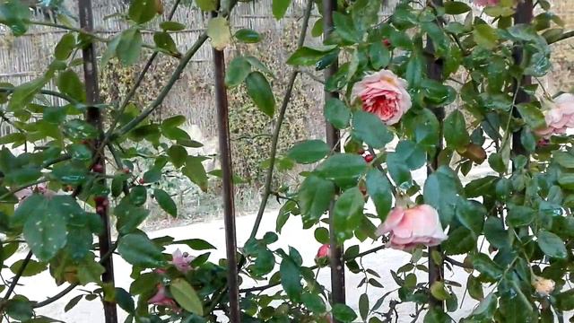 The 'Paul Transon' rose 2 смотреть онлайн