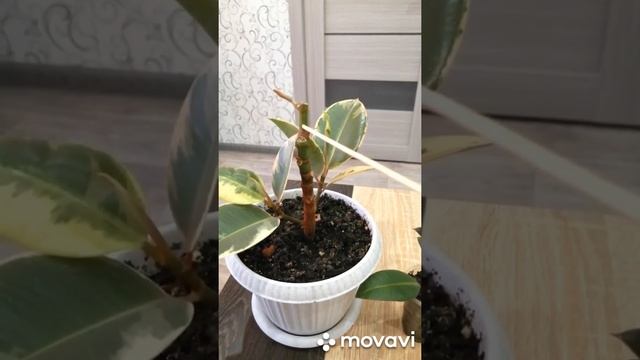 Мои фикусы//Фикус эластика//Фикус каучуковый//Уход и формирование кроны. смотреть онлайн