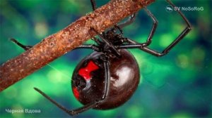 Черная вдова паук