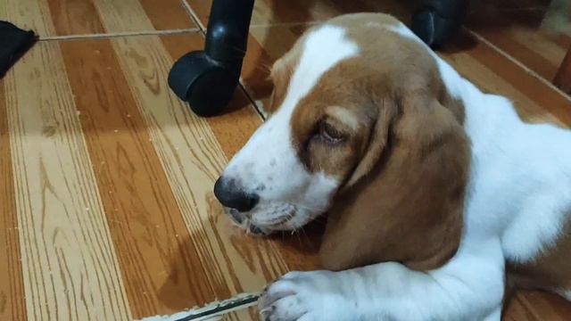 selfish basshole | gilbert the basset hound смотреть онлайн