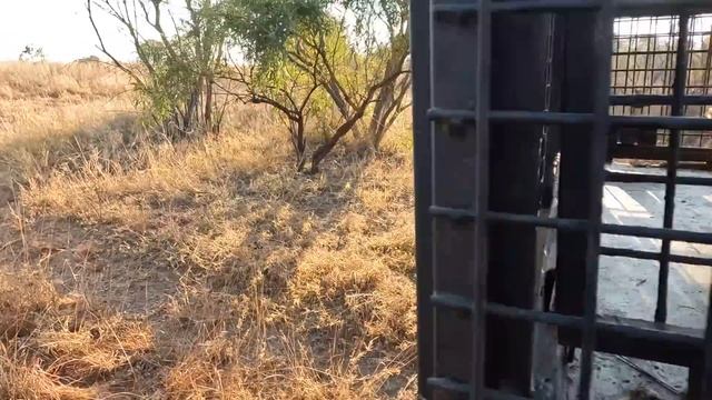 How Does Kevin Richardson Move 6 HUNGRY HORRORS? | The Lion Whisperer смотреть онлайн