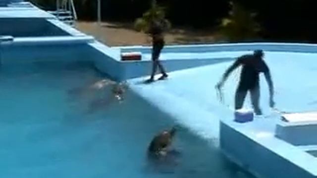 Excurcion Manati park смотреть онлайн