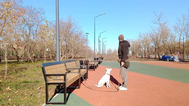 Дрессировка собаки | как научить прыгать на скакалке | как дрессировать собаку смотреть онлайн