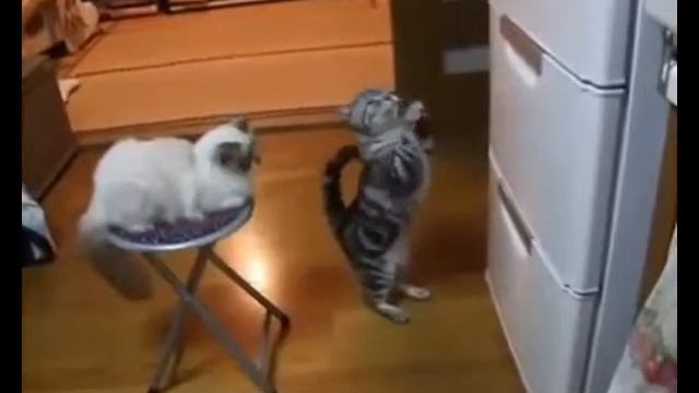 Котик просит кушать смотреть онлайн