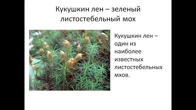 Презентация мхи смотреть онлайн
