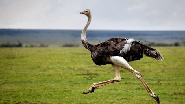 20 сентября / Почему страусы не летают? смотреть онлайн