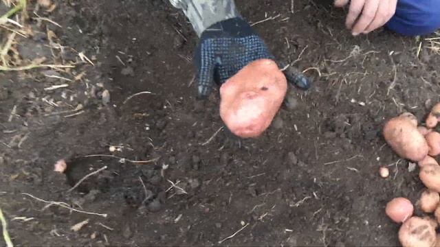 Сорт картофеля Кумач в нашем питомнике!