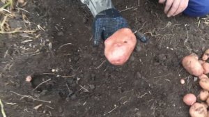 Сорт картофеля Кумач в нашем питомнике!