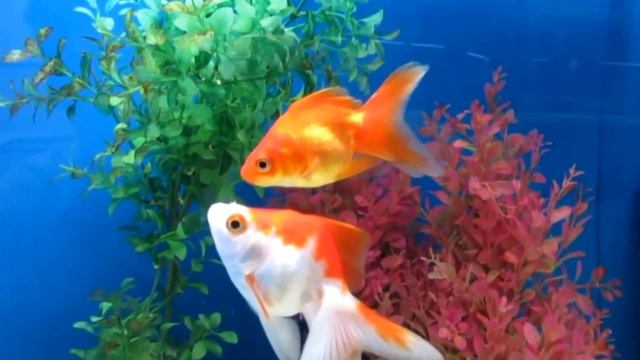 Золотая рыбка Риукин Содержания и уход! смотреть онлайн
