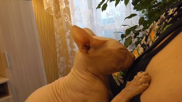 Сфинкс, лысый кот кайфует под песню. Я люблю тебя жизнь. смотреть онлайн