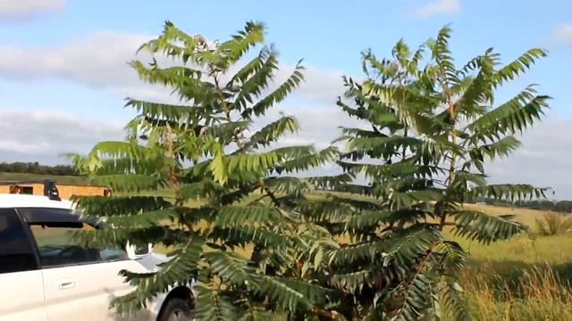 Пересадка Сумаха смотреть онлайн
