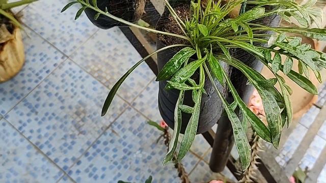 How to do treatment of mealy bugs on Gazania plant, care and complete information смотреть онлайн