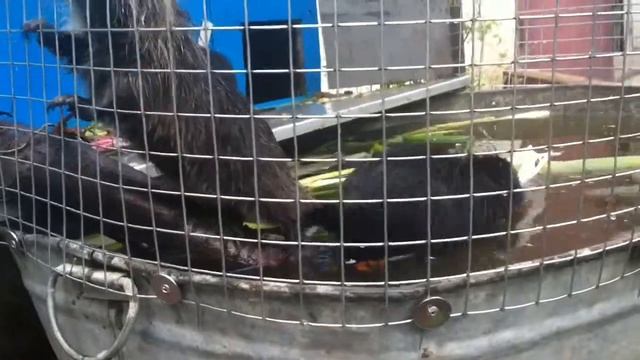 нутрии дома смотреть онлайн