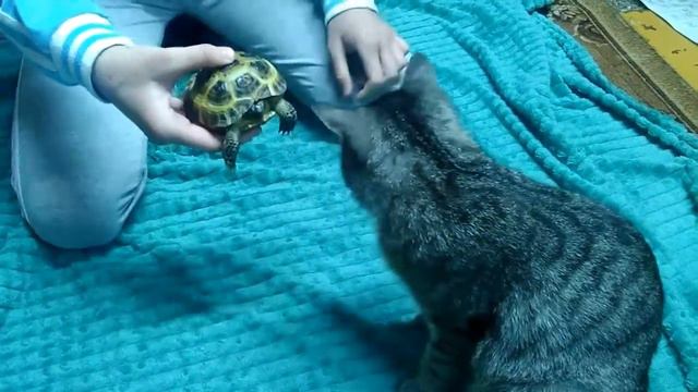 Реакция кошек на черепаху. Котёнок Сиам и кошка Эксперт наблюдают за черепахой смотреть онлайн