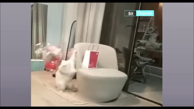 Тик-ток подборка приколов март 2023. Ржачные животные смотреть онлайн