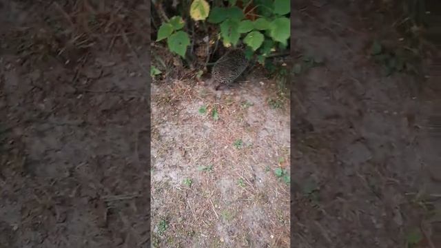 Как ёжик живет на даче смотреть онлайн