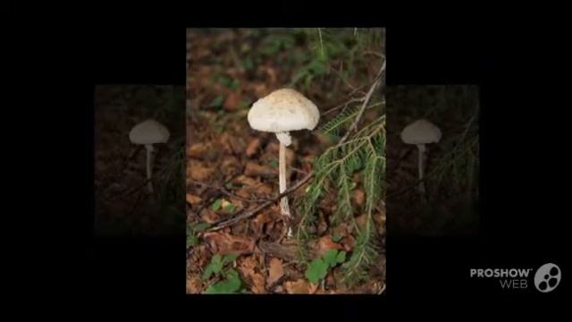 Lepiotophyllum - fungi kingdom смотреть онлайн