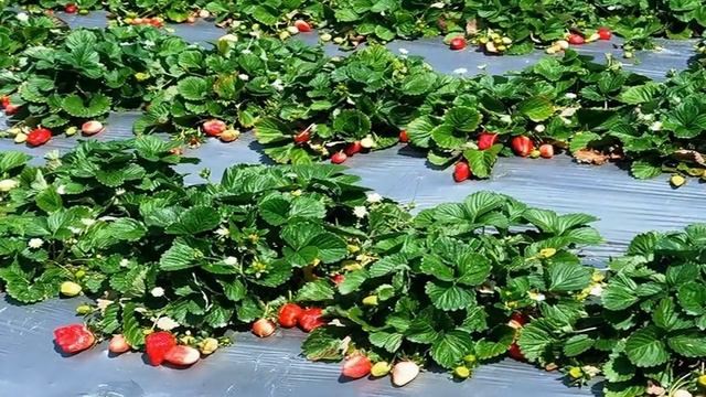 КАК УВЕЛИЧИТЬ УРОЖАЙ КЛУБНИКИ смотреть онлайн