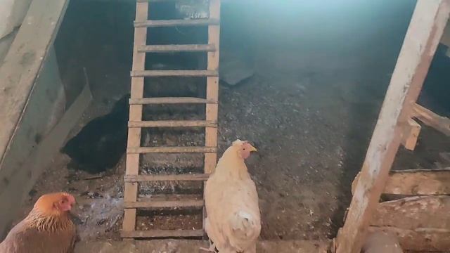 Курица Заболела. Как Быть? смотреть онлайн