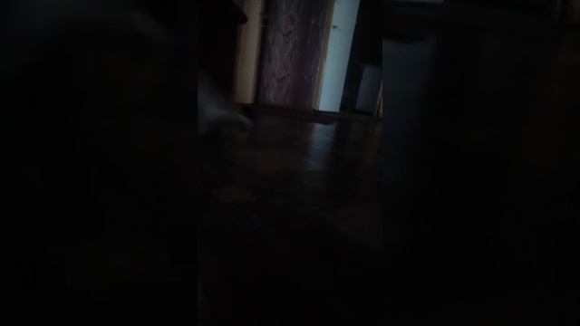 Хорек альбинос сходит с ума смотреть онлайн