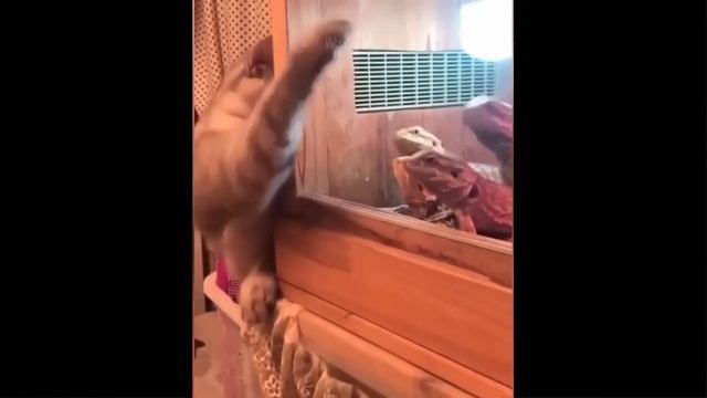 Funniest Animals - Best Of The 2021 Funny Animal Videos #41 смотреть онлайн