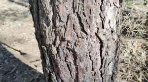 Лучший бесплатный грунт для голубики.  Удобрение для голубики.  Хвойный опад.