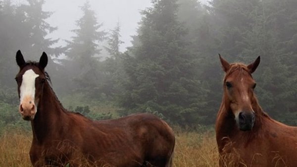 Лошадиная сила )