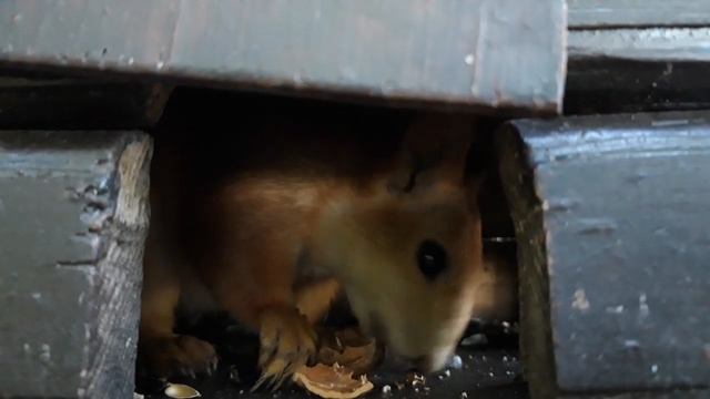 Белка ест орехи. )) смотреть онлайн