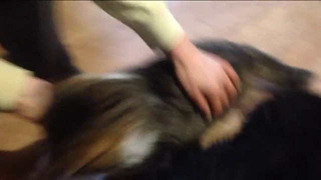 Внимание !Опасная собака-залижет до смерти!!!!!!! смотреть онлайн