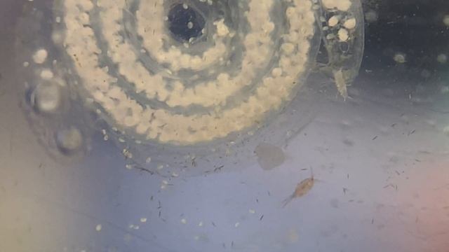 Обнаружил причину гибели кладок бергий.. | Морской аквариум