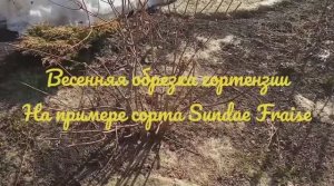 Весенняя корректирующая обрезка метельчатой гортензии