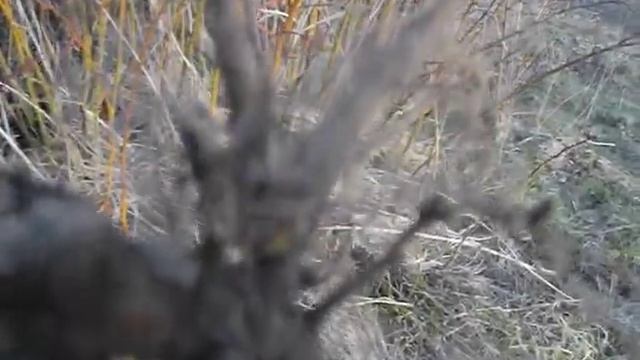 Заготовка корней шиповника смотреть онлайн