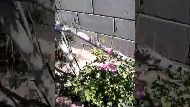How to break a flying turtle смотреть онлайн
