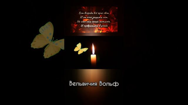 ИСТОРИЯ ЛЮБВИ. Мотылёк и огонёк. автор Дмитрий Эксли Бриз. читает Вельвичия Вольф смотреть онлайн