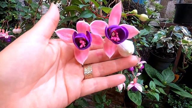 RETO| 10 plantas en floración смотреть онлайн